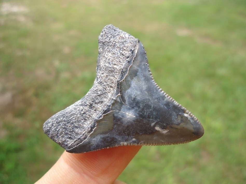Large image 3 Attractive Megalodon Shark Tooth with Marbled Enamel
