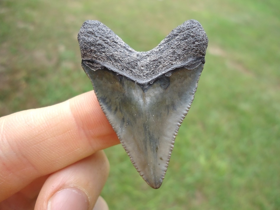 Large image 1 Sweet Bone Valley Hubbell Megalodon Shark Tooth