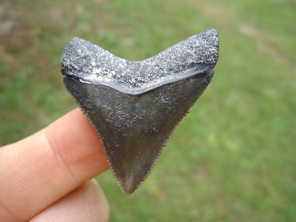 Large image 1 Super Sharp Bone Valley Megalodon Shark Tooth