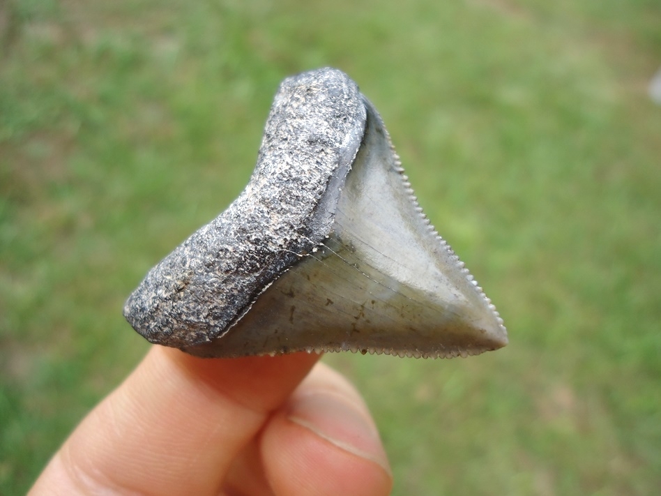 Large image 2 Super Sharp Bone Valley Megalodon Shark Tooth