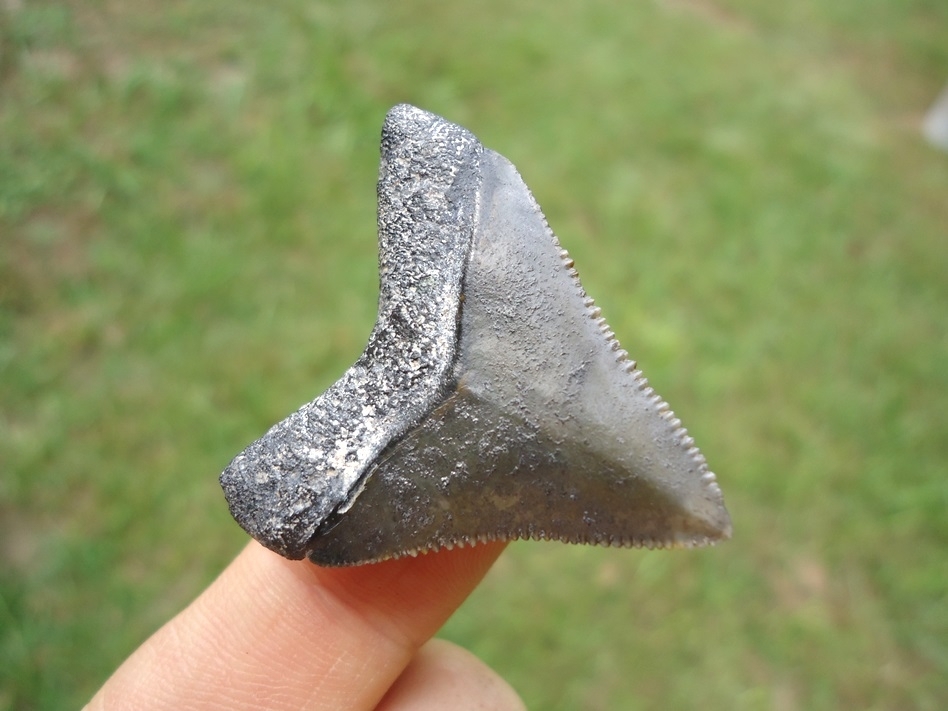 Large image 3 Super Sharp Bone Valley Megalodon Shark Tooth