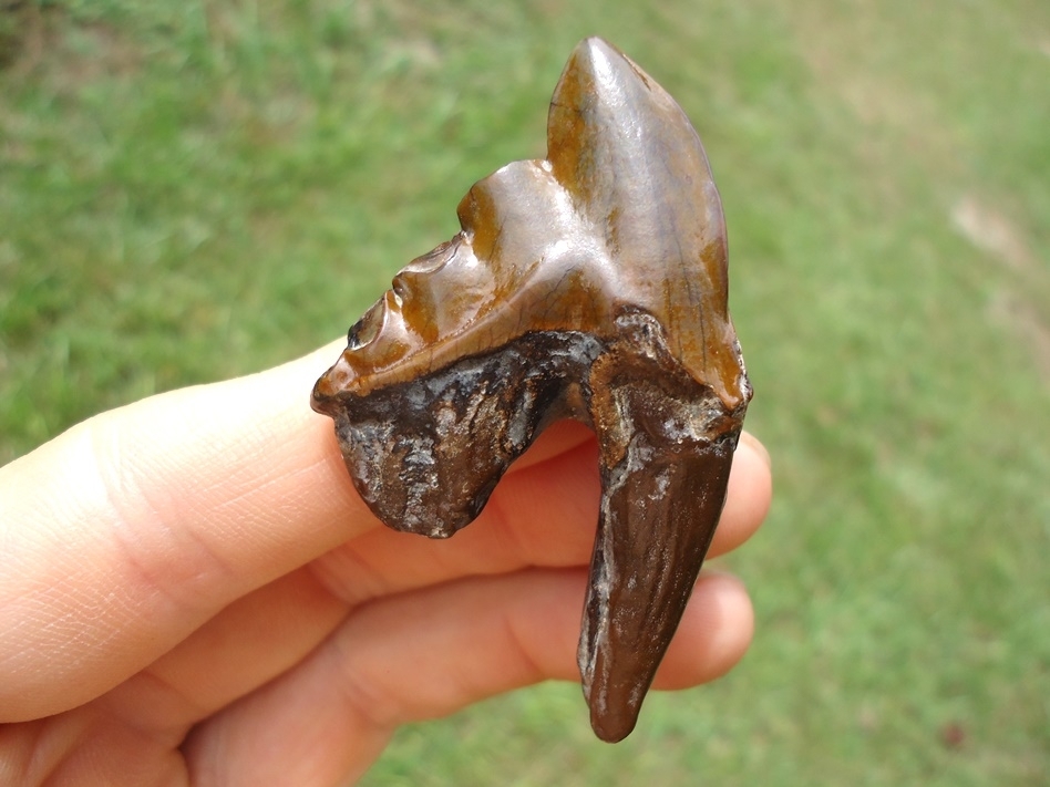 Large image 1 Gorgeous Archaeocete Whale Tooth