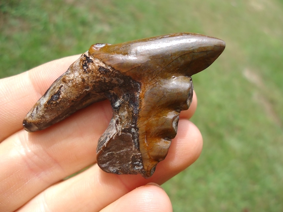 Large image 2 Gorgeous Archaeocete Whale Tooth