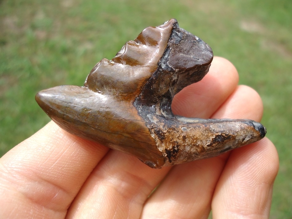 Large image 4 Gorgeous Archaeocete Whale Tooth