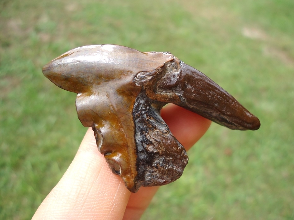 Large image 5 Gorgeous Archaeocete Whale Tooth