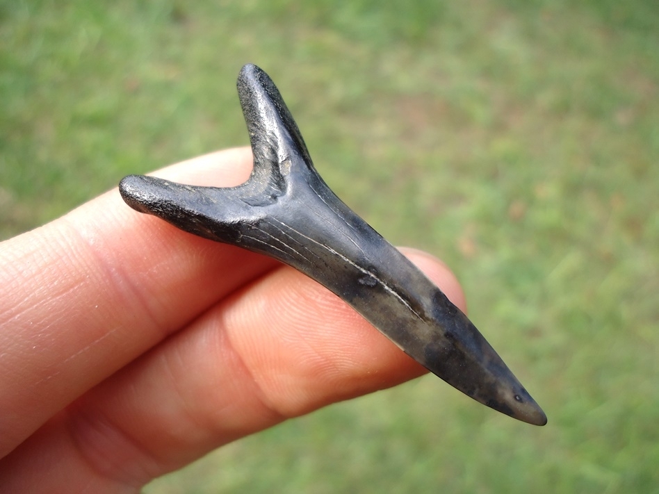 Large image 1 Extra Large 1.79' Goblin Shark Tooth