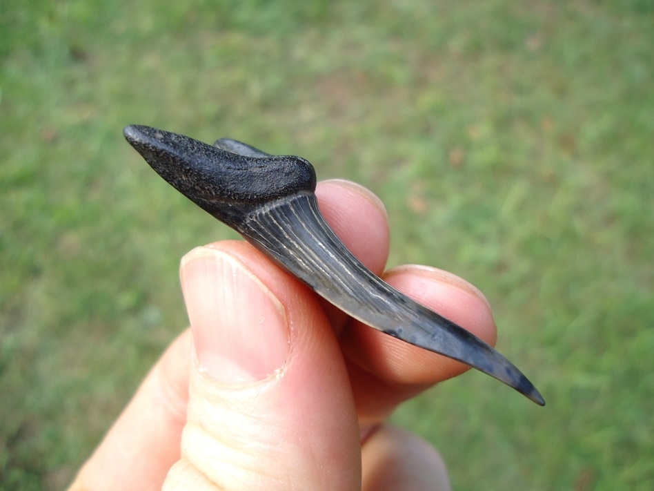 Large image 2 Extra Large 1.79' Goblin Shark Tooth