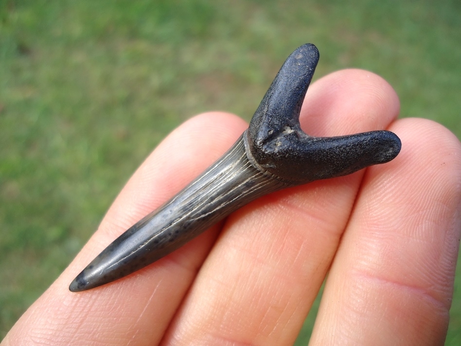 Large image 3 Extra Large 1.79' Goblin Shark Tooth