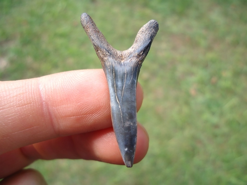 Large image 1 Rare Cretaceous Goblin Shark Tooth