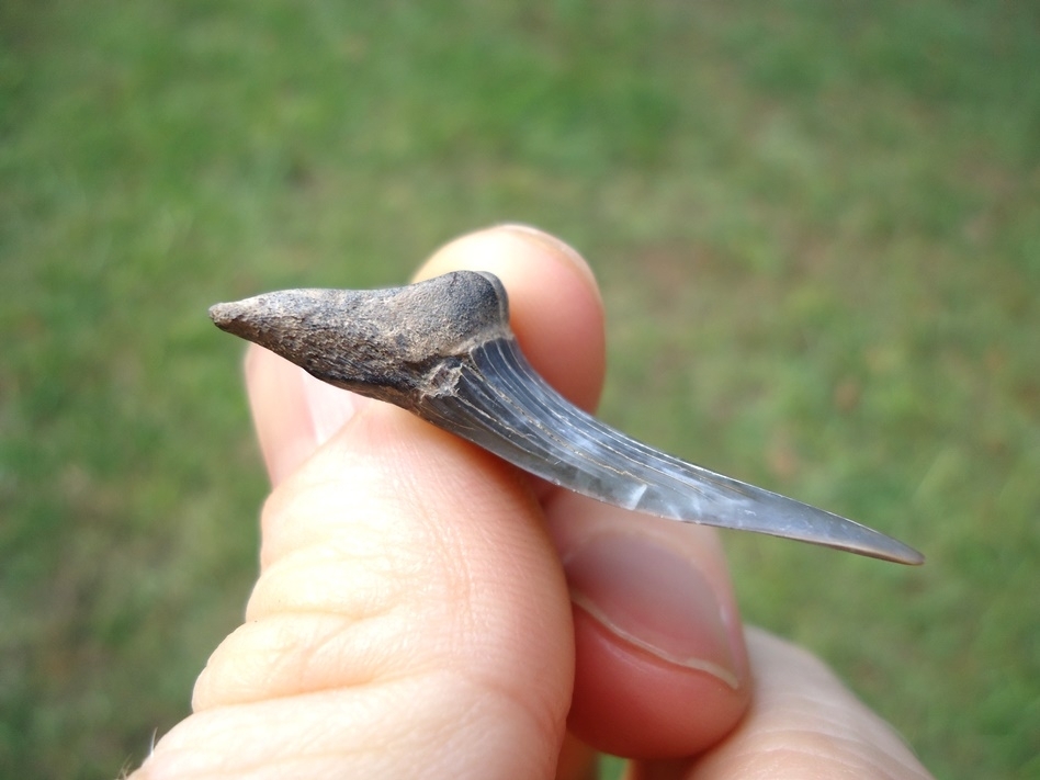 Large image 2 Rare Cretaceous Goblin Shark Tooth