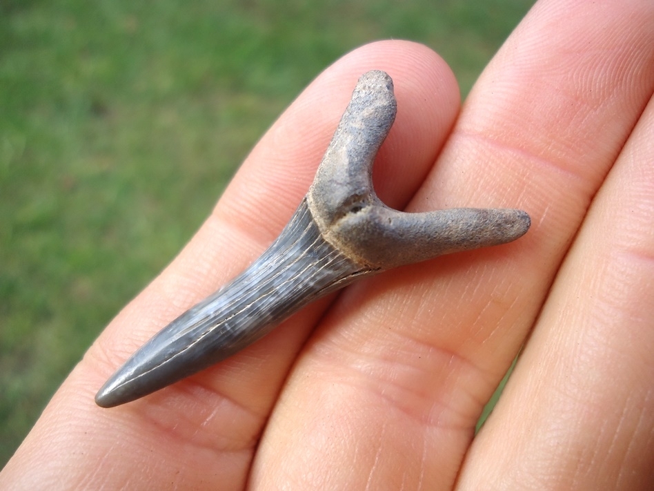 Large image 3 Rare Cretaceous Goblin Shark Tooth