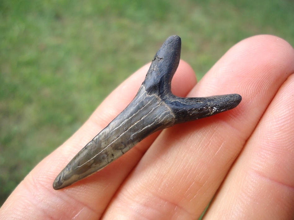 Large image 1 Rare Cretaceous Goblin Shark Tooth