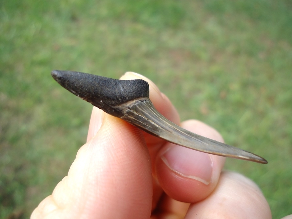 Large image 2 Rare Cretaceous Goblin Shark Tooth