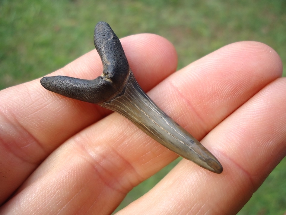 Large image 3 Rare Cretaceous Goblin Shark Tooth