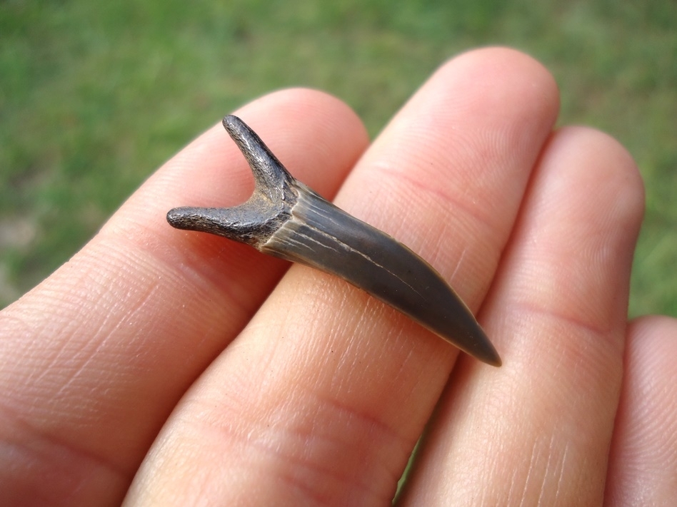 Large image 1 Rare Cretaceous Goblin Shark Tooth