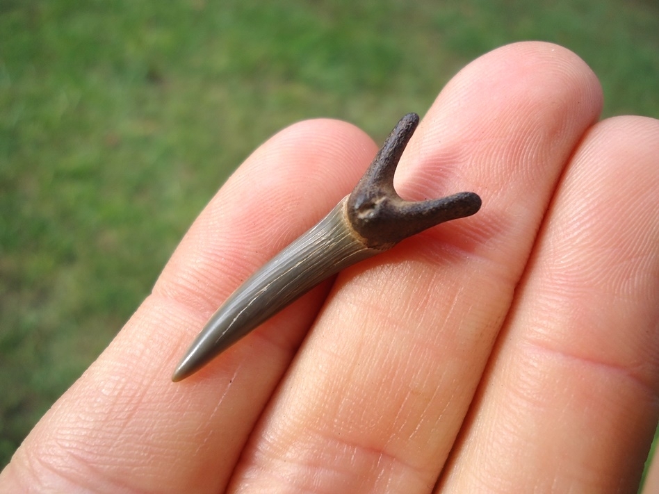 Large image 3 Rare Cretaceous Goblin Shark Tooth