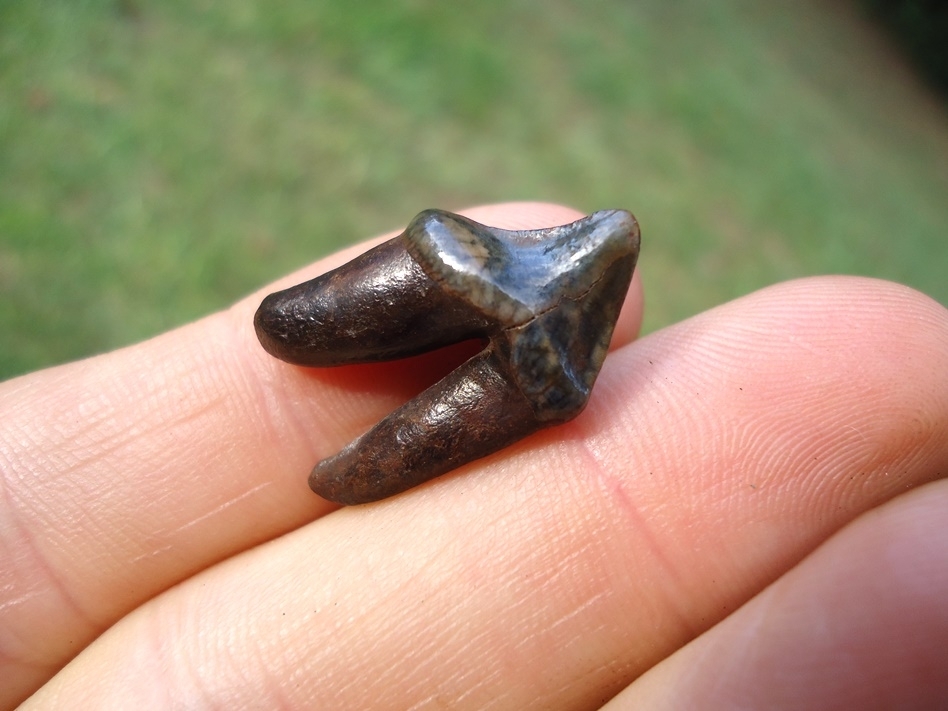 Large image 2 Top Quality Dire Wolf Premolar