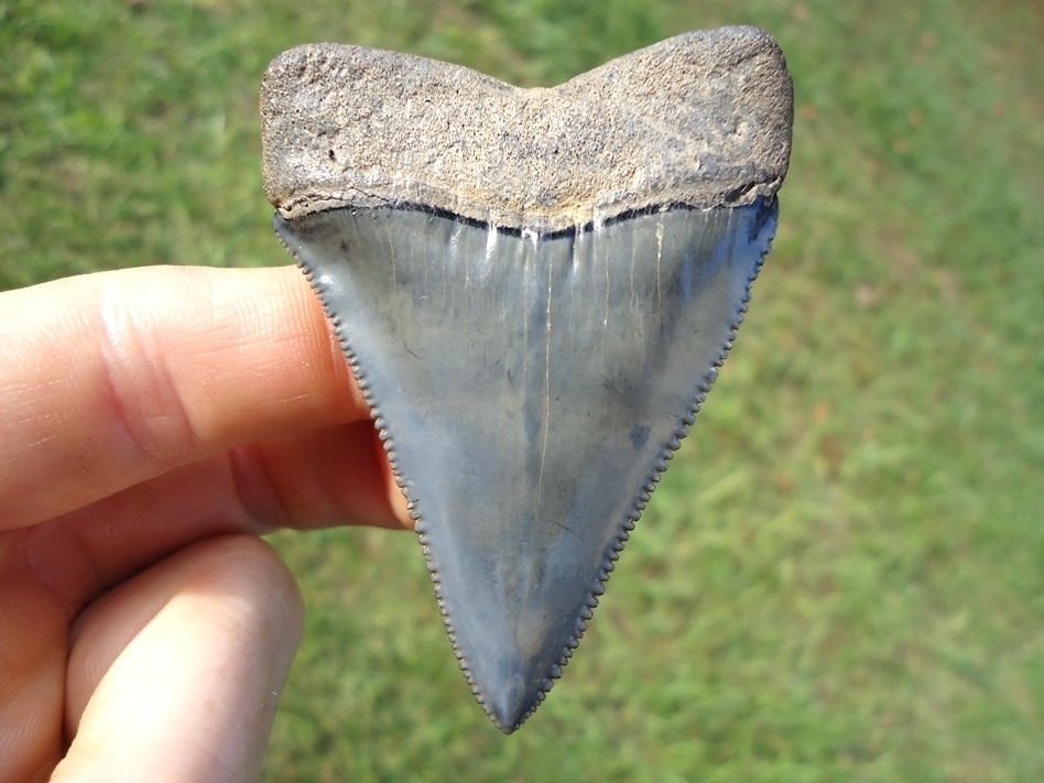 Large image 1 World Class 2.55' Great White Shark Tooth