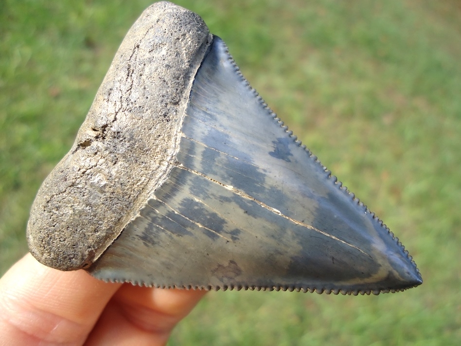 Large image 2 World Class 2.55' Great White Shark Tooth
