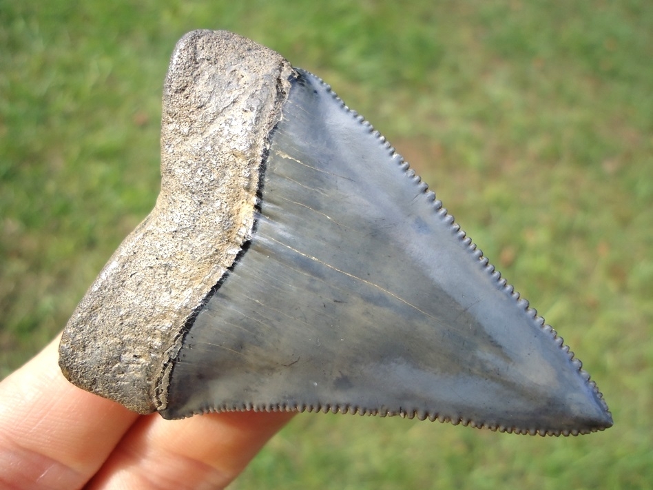Large image 3 World Class 2.55' Great White Shark Tooth