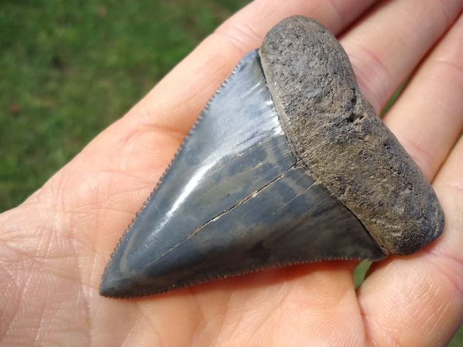 Large image 4 World Class 2.55' Great White Shark Tooth