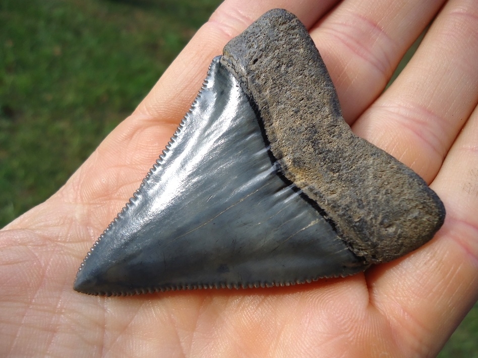 Large image 5 World Class 2.55' Great White Shark Tooth