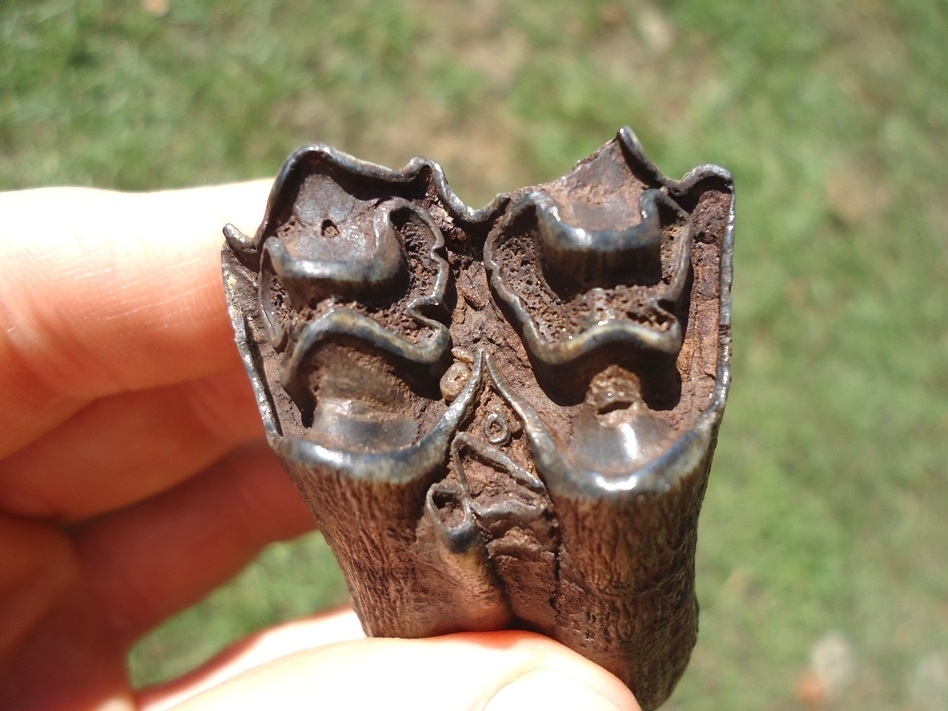 Large image 2 Large Impressive Bison Molar