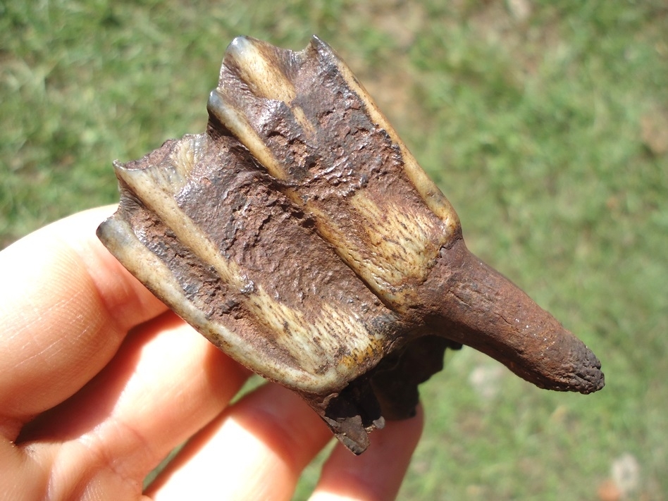 Large image 3 Large Impressive Bison Molar