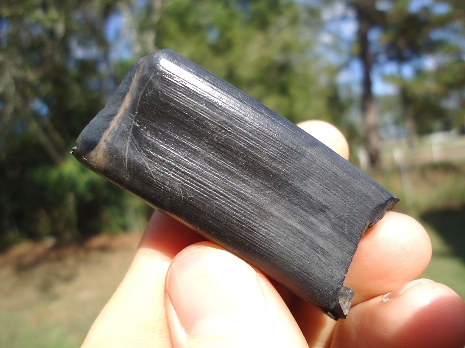 Large image 1 Beautiful Glossy Black Sloth Tooth