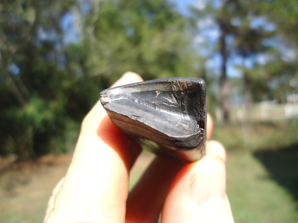 Large image 2 Beautiful Glossy Black Sloth Tooth
