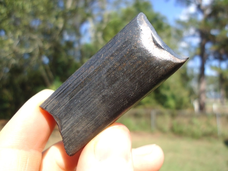 Large image 3 Beautiful Glossy Black Sloth Tooth