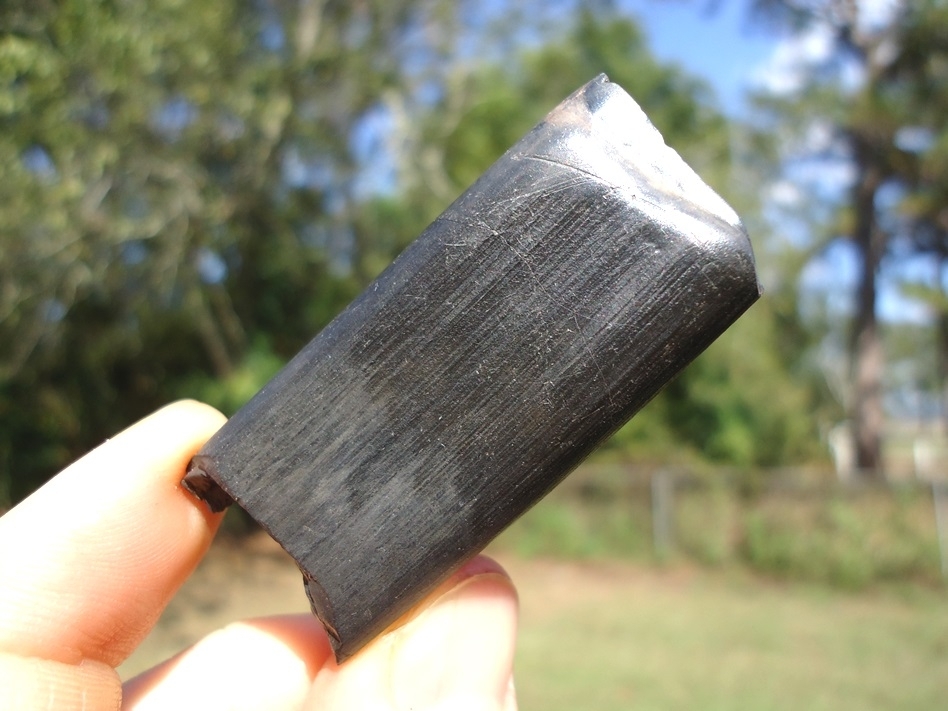 Large image 4 Beautiful Glossy Black Sloth Tooth