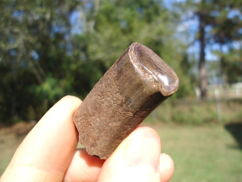 Large image 3 Very Nice Sloth Tooth