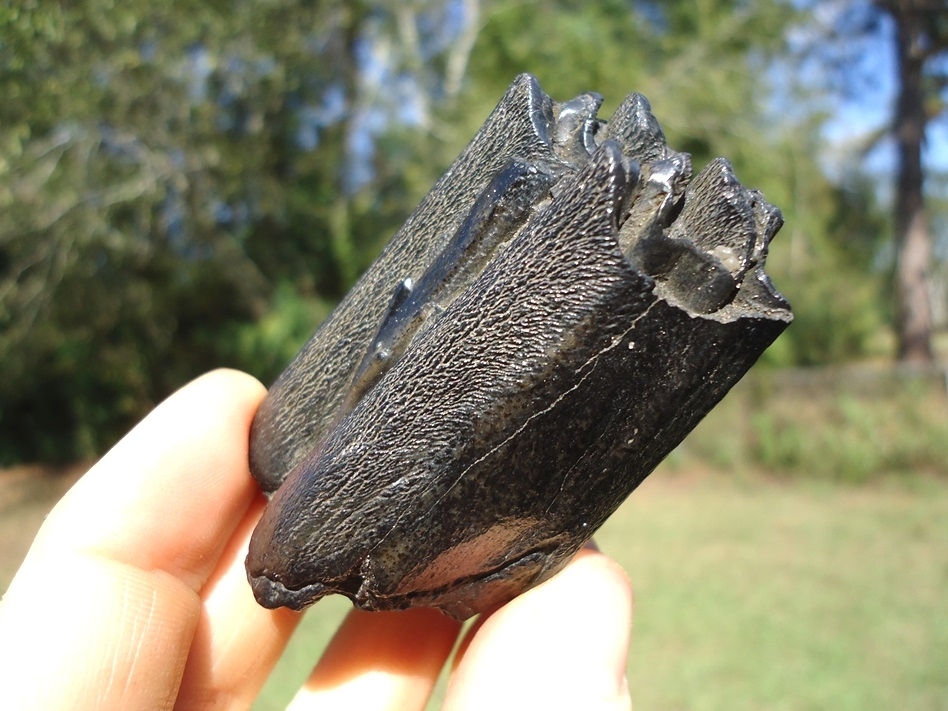 Large image 3 Beautiful Glossy Black Bison Molar