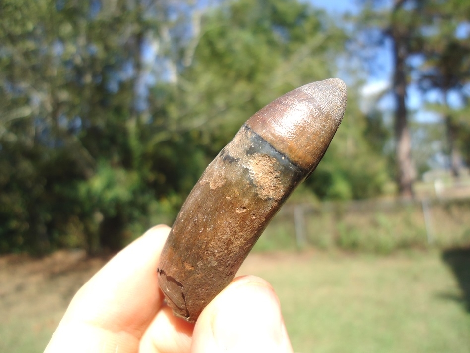 Large image 1 Extra Large Rooted Alligator Tooth