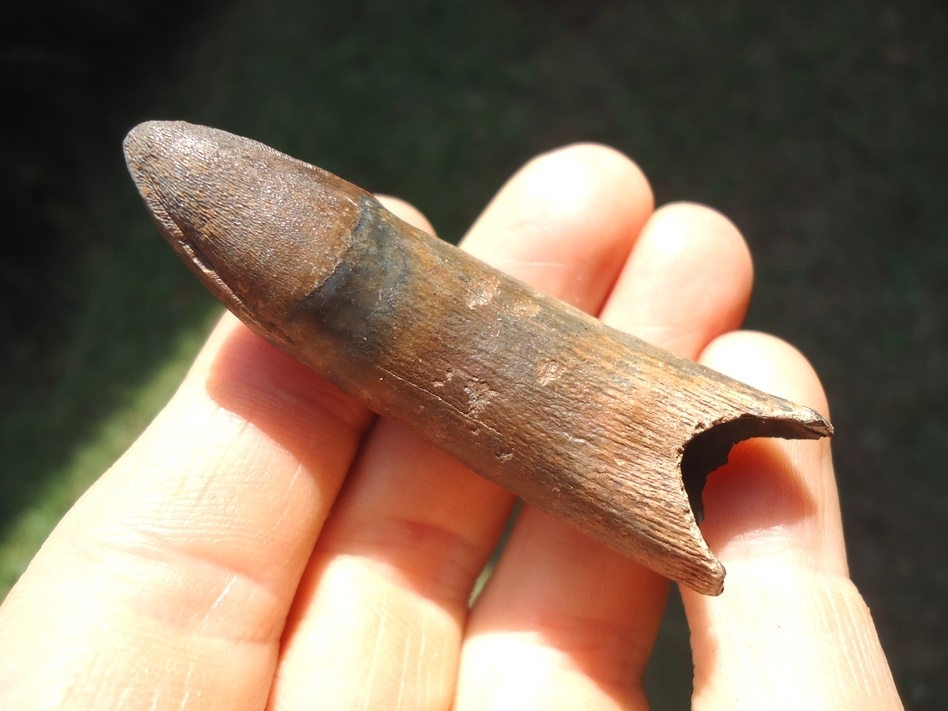 Large image 3 Extra Large Rooted Alligator Tooth