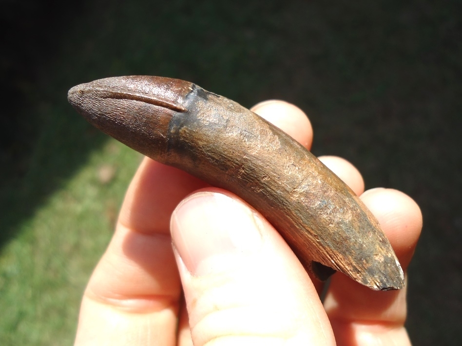 Large image 4 Extra Large Rooted Alligator Tooth