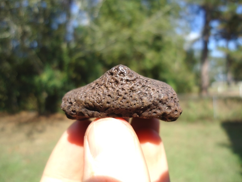 Large image 2 Very Attractive Glossy Glyptodon Spike Scute