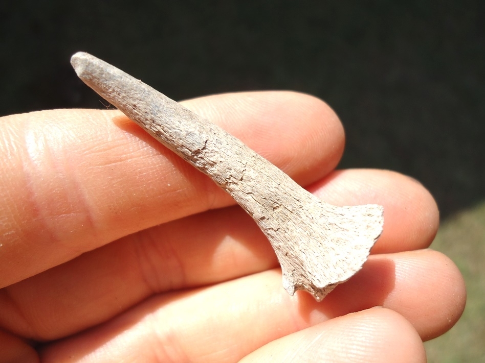 Large image 1 Uncommon Complete Deer Antler Spike