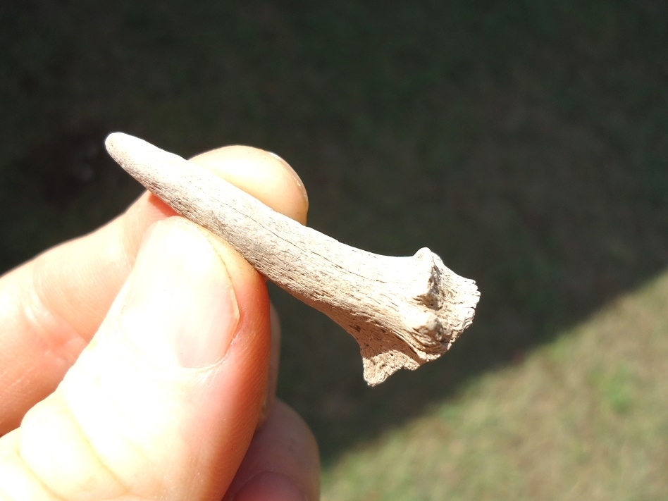 Large image 2 Uncommon Complete Deer Antler Spike