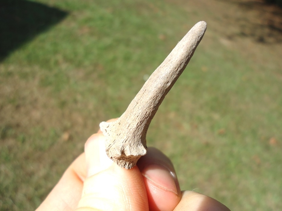 Large image 3 Uncommon Complete Deer Antler Spike