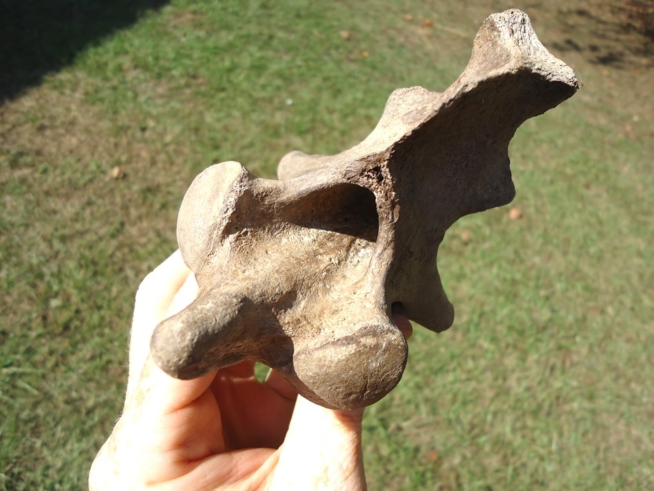 Large image 2 Exceptional Tapir Axis Vertebra