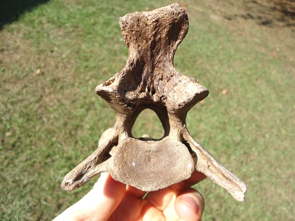 Large image 3 Exceptional Tapir Axis Vertebra