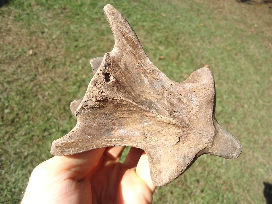 Large image 4 Exceptional Tapir Axis Vertebra