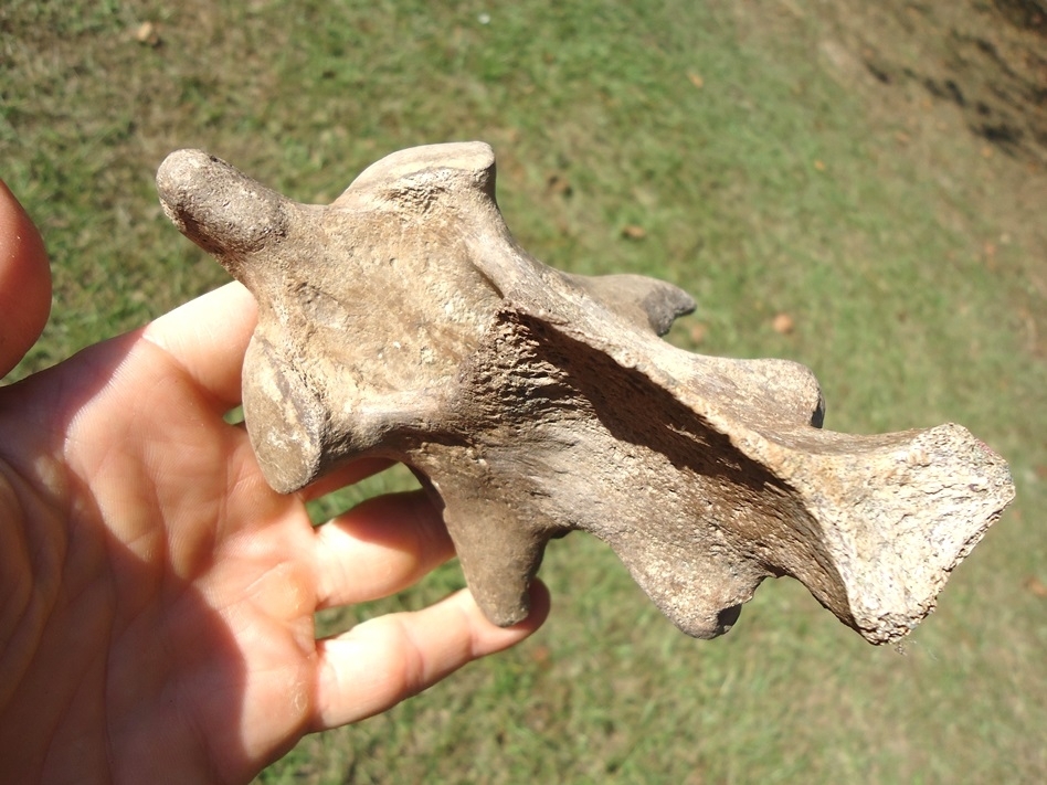 Large image 5 Exceptional Tapir Axis Vertebra