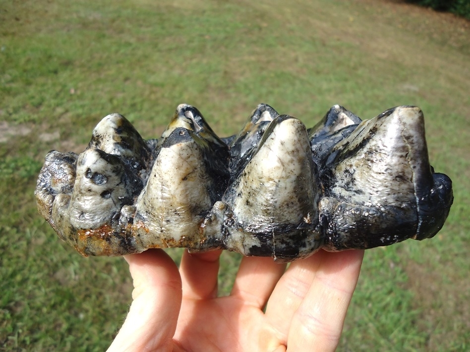 Large image 1 Colorful Glossy Five Hump Mastodon Tooth