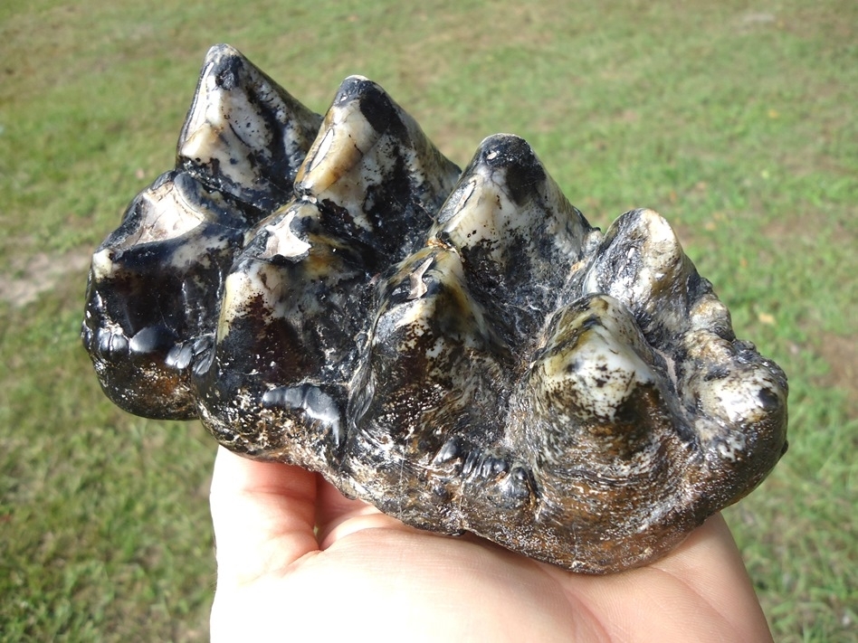 Large image 2 Colorful Glossy Five Hump Mastodon Tooth