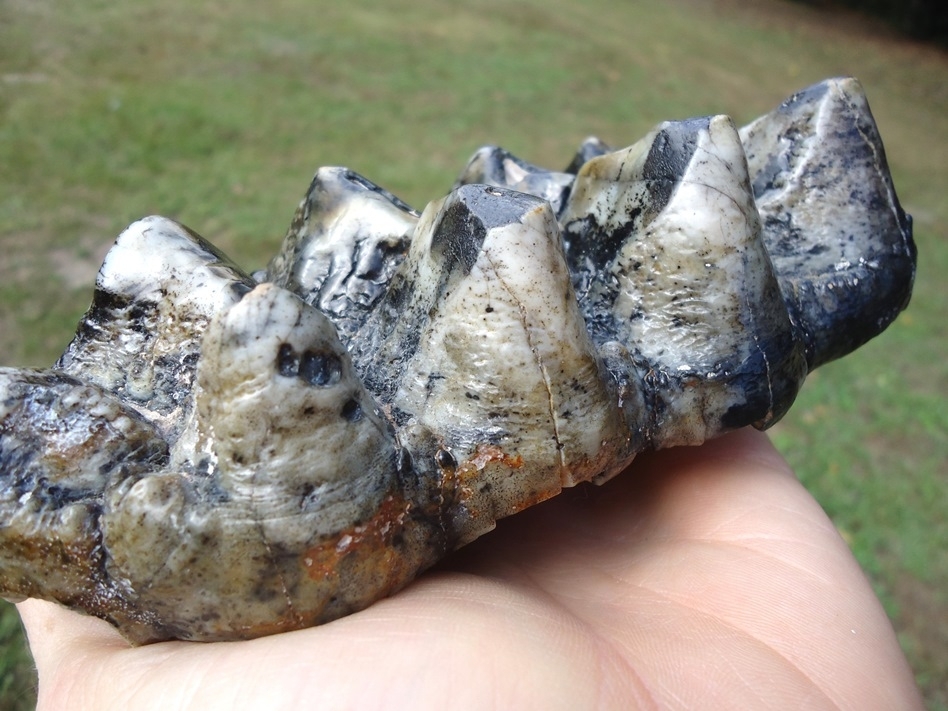 Large image 5 Colorful Glossy Five Hump Mastodon Tooth