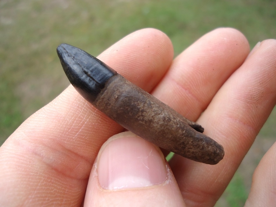 Large image 2 Exceptional Fully Rooted Alligator Tooth