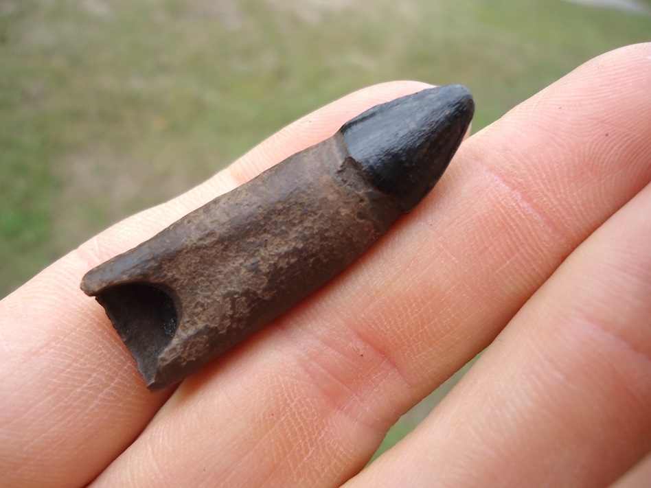 Large image 3 Exceptional Fully Rooted Alligator Tooth